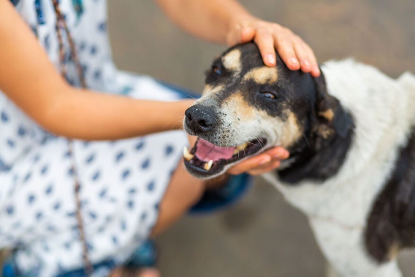 獣医師監修 犬が吐く原因は 危険な嘔吐の見分け方や対処法も解説 いぬのきもちweb Magazine